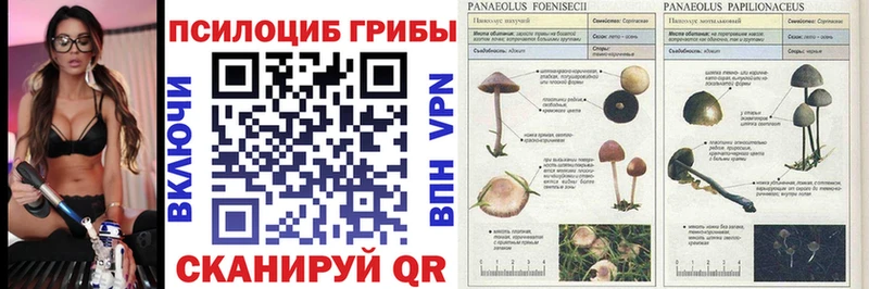 shop официальный сайт  Омутнинск  Псилоцибиновые грибы GOLDEN TEACHER  мега tor 